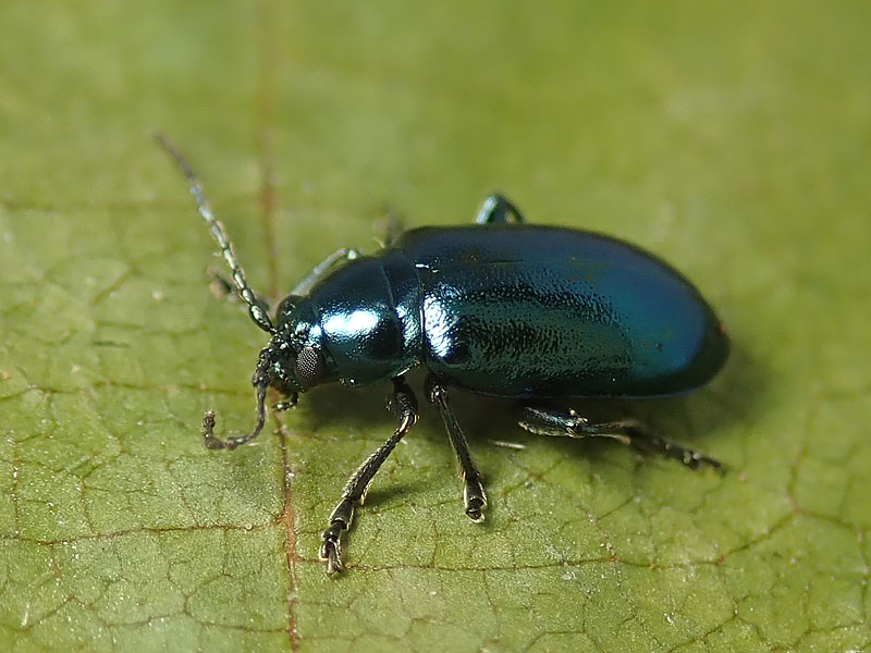 Chrysomelidae: Altica aenescens ??...Altica sp.